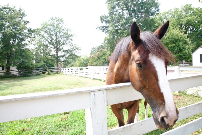 Horse Paddock Installation in South Houston, TX